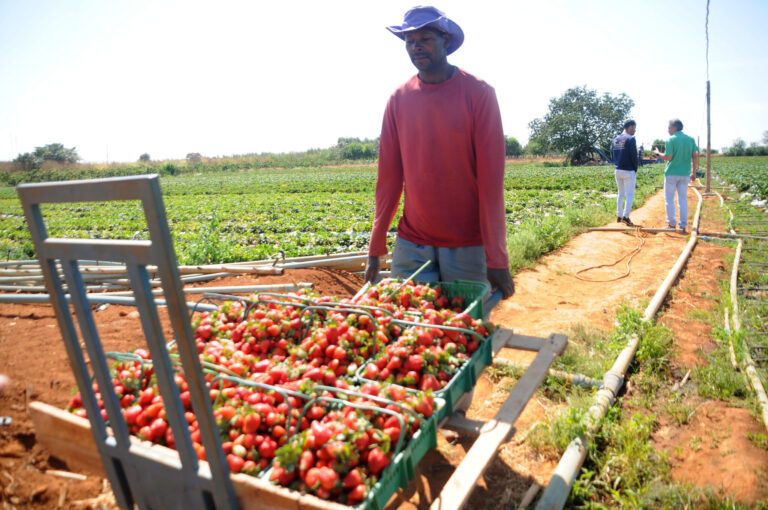 Produtor rural