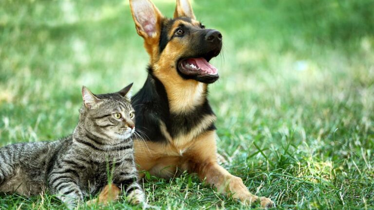 Cães e gatos