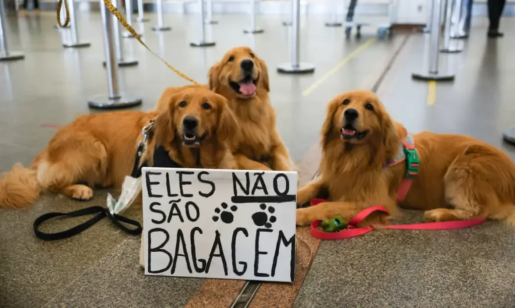 cão