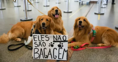 cão