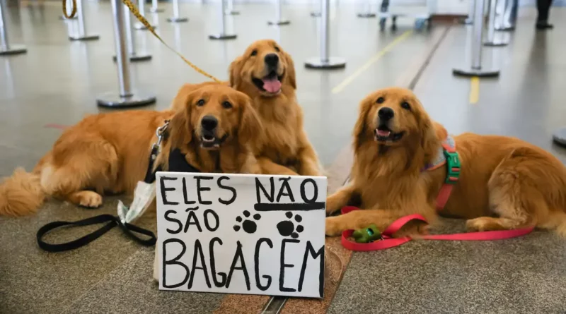 cão