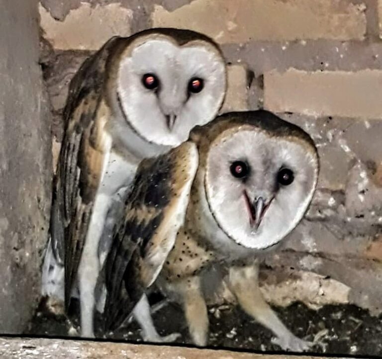 Corujas