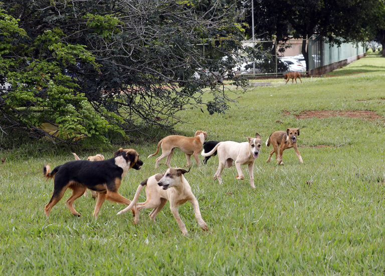 Animais abandonados