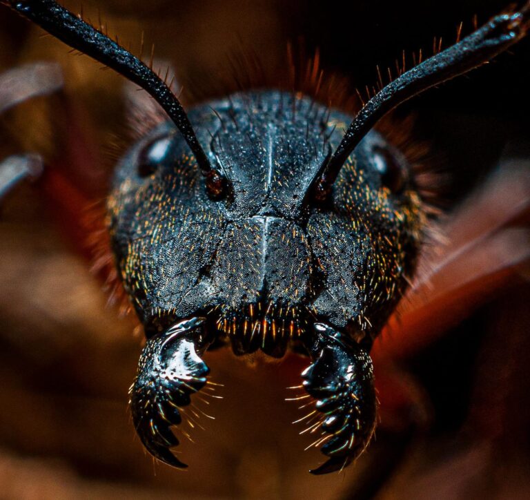 Fotografia macro foi tirada no Parque Sucupira, em Planaltina. Foto: Geovane Guimarães.