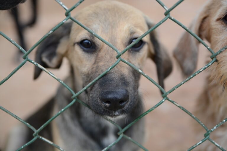 cachorro atrás das grades