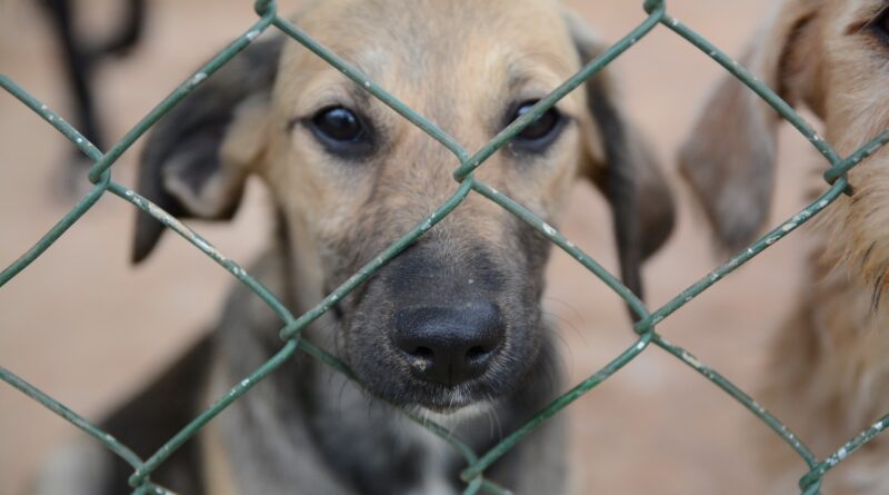 cachorro atrás das grades