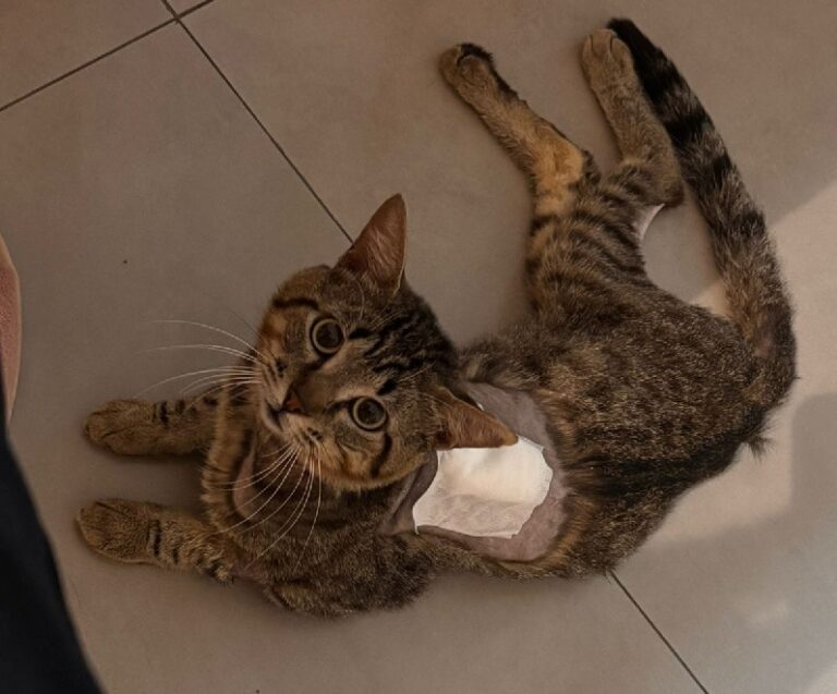 Gato Harry