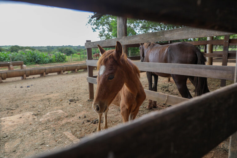 Cavalos